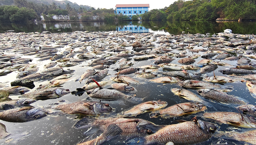 Fish found dead in Mala Lake; pollution angle under lens